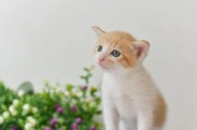 我的汤姆猫2怎么学说话