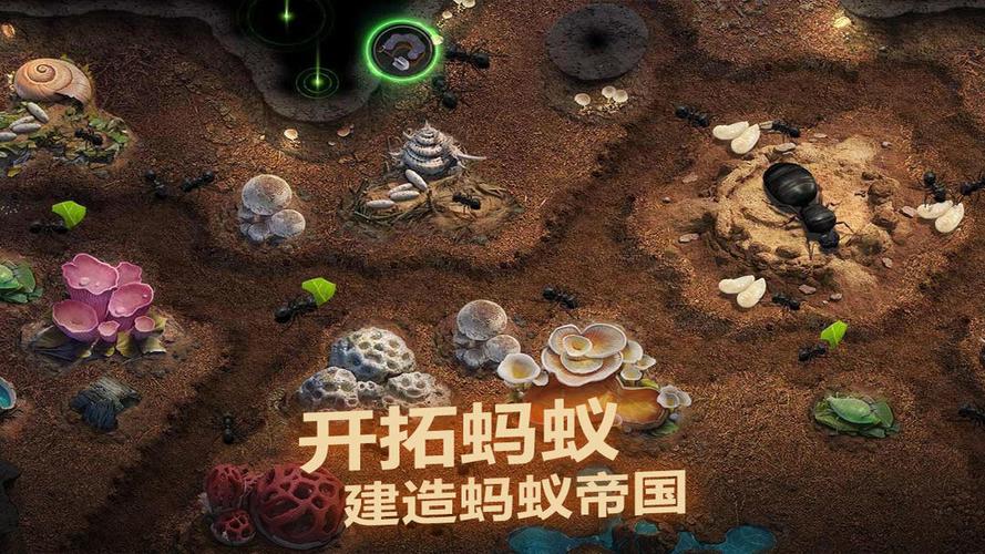 小小蚁国区域战攻略